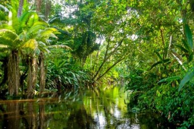 Das Amazonas Gebiet, die –noch – intakte Lunge der Welt. Michel Temer – ein schönes Leben auf Kosten des Amazonas und der ganzen Welt? Das Amazonas Gebiet – die –noch – intakte Lunge der Welt.