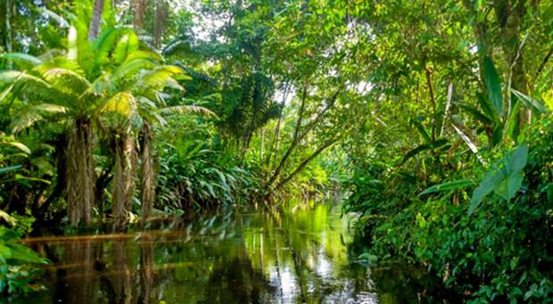 Das Amazonas Gebiet, die –noch – intakte Lunge der Welt. Michel Temer – ein schönes Leben auf Kosten des Amazonas und der ganzen Welt? Das Amazonas Gebiet – die –noch – intakte Lunge der Welt.