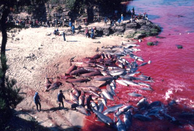Zu Hunderten, ja zu Tausenden werden jedes Jahr Delfine in der Bucht von Taiji abgeschlachtet. Zu Hunderten, ja zu Tausenden werden jedes Jahr Delfine in der Bucht von Taiji abgeschlachtet.