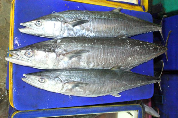 Diese drei Königsmakrelen mit einem Gesamtgewicht von 21,5 Kilogramm hätten vor dem Gesetz 2.150 Baht gekostet. Nun stieg der Preis auf 14.620 Baht. Diese drei Königsmakrelen mit einem Gesamtgewicht von 21,5 Kilogramm hätten vor dem Gesetz 2.150 Baht gekostet. Nun stieg der Preis auf 14.620 Baht.