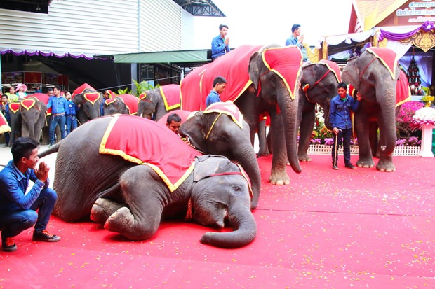 Der kleine Elefant zeigt großen Respekt für den Buddhismus. 