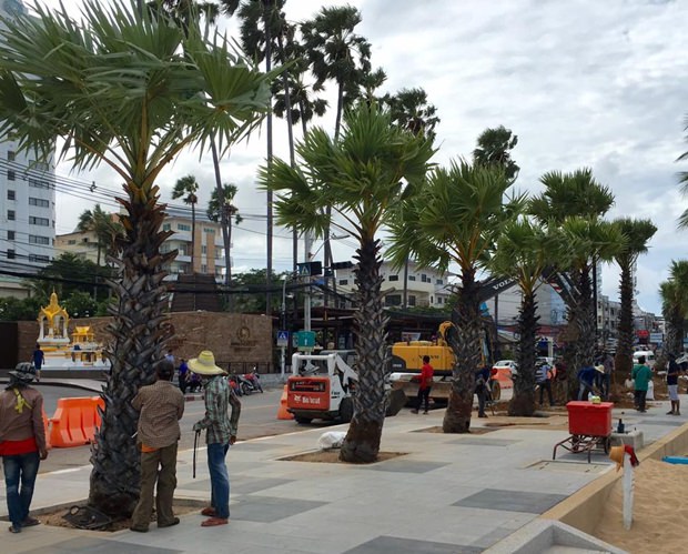 Nong Nooch Co.Ltd. setzt neue Palmen ein um die gefällten Mandelbäume zu ersetzen.