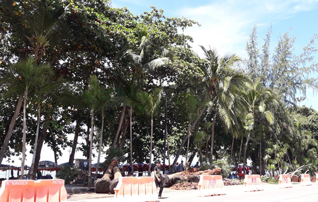 Nong Nooch Garden Pattaya pflanzt die neuen Palmen. 