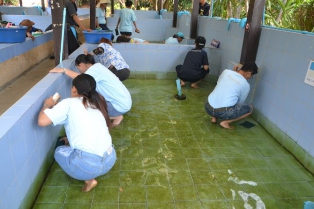 Das Centara Grand Mirage Beach Resort Pattaya hilft beim Säubern des Meeresschildkröten Centers... 