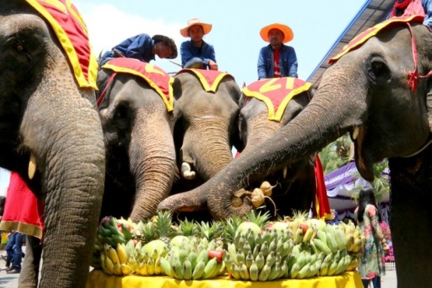 Die Elefanten fressen nach Herzenslust Köstlichkeiten. 