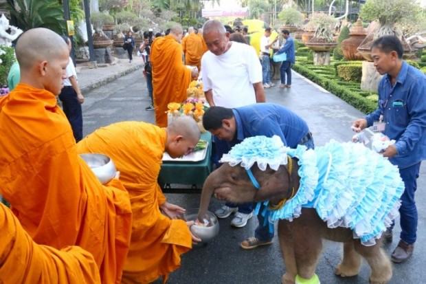 Pung JoJo, ein dreijähriges Elefantenmädchen verteilt ebenfalls Nahrungsmittel an die Mönche.