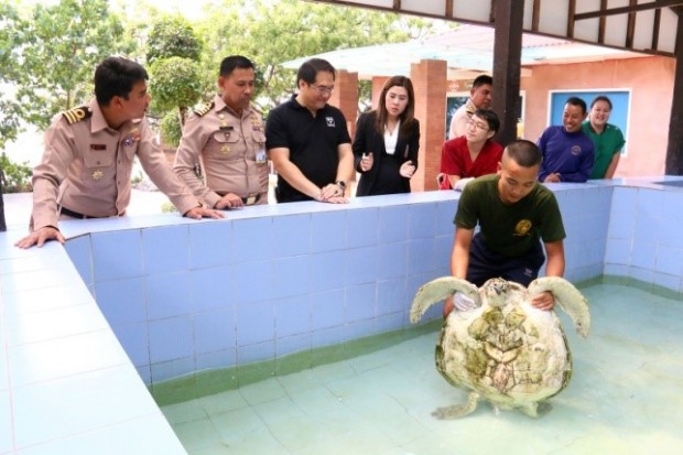 Die Schildkröte kommt vor der Operation in ein sichers Becken in das unvernünfitge Menschen keine Geldmünzen werfen. 