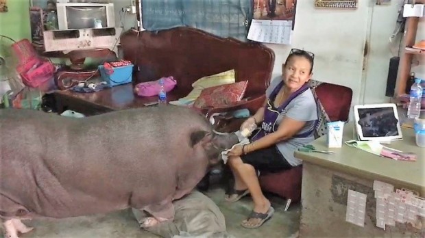 Das Wldschwein hat ein Riesen-Schwein so gut untergebracht zu sein. 