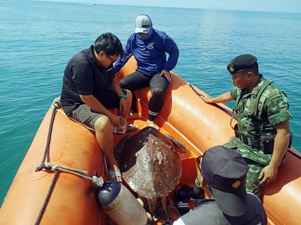 30-5-18-b1 Beamte retten die Riesenschildkröte, die durch ihr GEwicht und dem seichten Wasser nicht mehr ins Meer zurück konnte.
