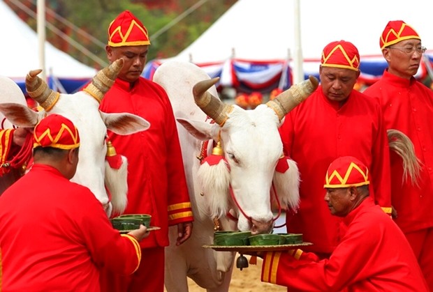 Diesen heiligen Ochsen wird eine Schale mit verschiedenem Futter von traditionell gekleideten Beamten dargeboten. Dieses jährliche Event ist gleichzeitig der Beginn der Aussaat von Reis. (AP Photo/Sakchai Lalit) 