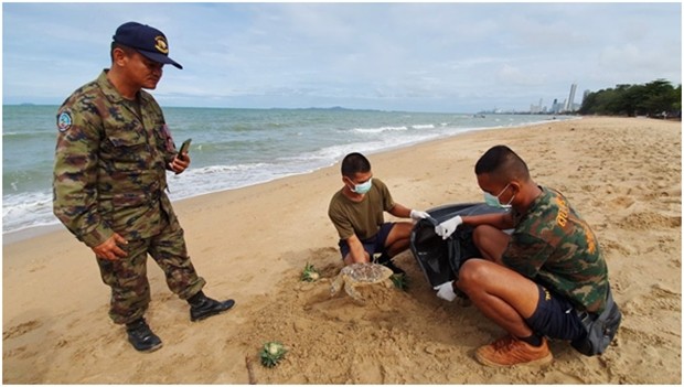 Eine große Meeresschildkröte wird tot in Sattahip aufgefunden. Auch sie hatte Plastikabfall gefressen. 