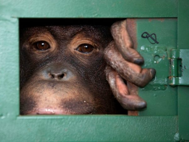 Cola, ein 10-jähriges Orangutan Mädchen, wartet in einem Käfig am Flughafen Suvarnabhumi darauf in ihre Heimat Indonesien zurück verfrachtet zu werden. (AP Photo/Sakchai Lalit)