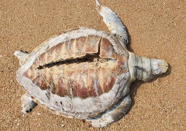 Die seit einer Woche tote Schildkröte wurde am Ban Aumphur Strand angespült. 