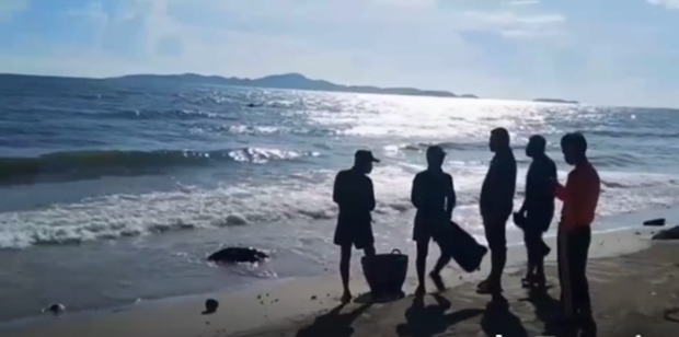 Eine tote Karettschildkröte wird am Strand gefunden. 