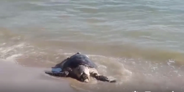 Beamte der Meeresabteilung schickten die Schildkröte nach Sattahip, wo sie autopsiert wurde. 