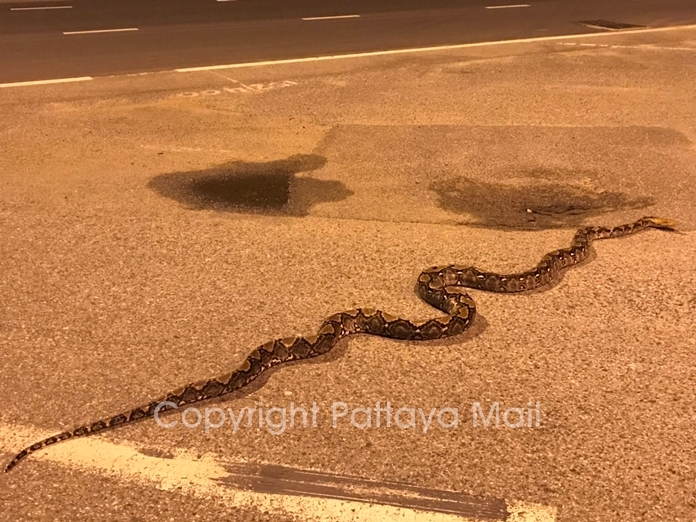 Pattaya-News-2-N-May-25-04-Five-meter-long-snake-on-Jomtien-2nd-road Polizisten, die eigentlich auf der Suche nach Leuten waren, die die Ausgangssperre nicht einhalten, sahen sich einem 5 Meter langen Python gegenüber.