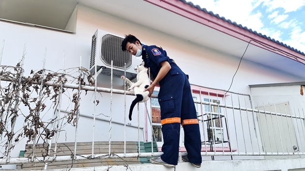 Tiermedizineraus Sattahip befreien die Katze. 