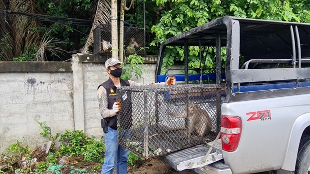 Satit Klaosangwan vom Khao Chee Chan Wild Center sagte, dass die Simians weit weg von Menschen in der Natur ausgesetzt werden. 