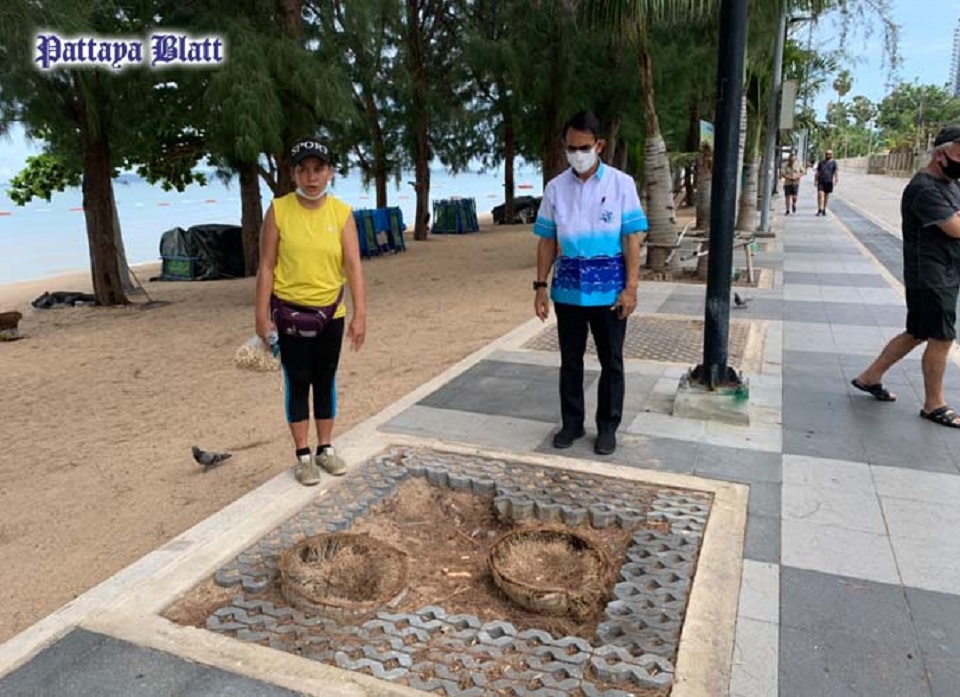 Article 2 01-n Jomtien dead trees cut off pic 1