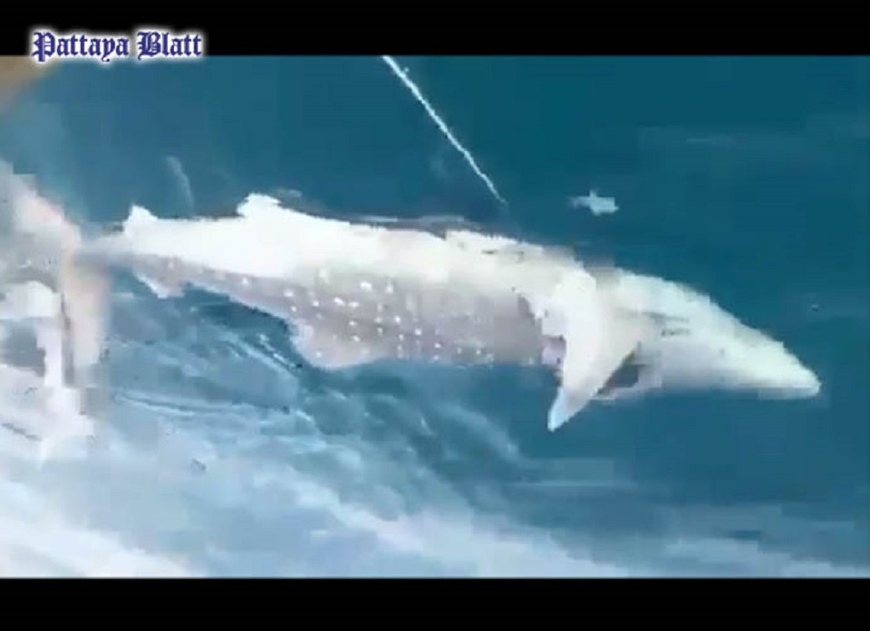 P-02 Fisherman save whale shark's life pic 5