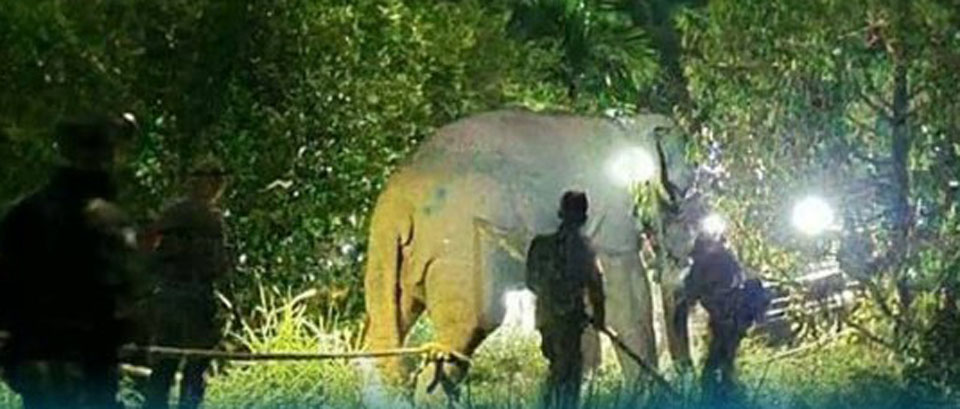 t-14 Thailand relocating wild elephants in Chonburi and Rayong after deadly clashes with humans 1