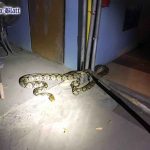 (Pattaya News 4) Jun 28 03 4-meter python eats cat caught at car garage pic 1