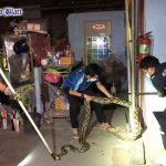(Pattaya News 4) Jun 28 03 4-meter python eats cat caught at car garage pic 2