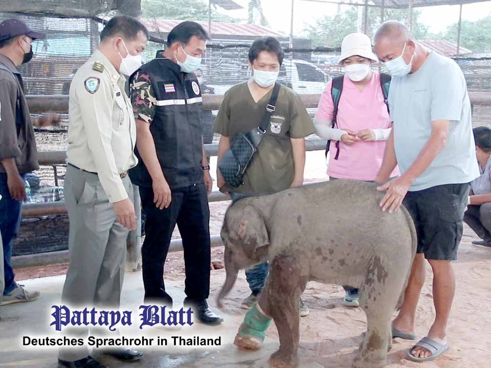 (Pattaya News 3) Injured elephant treated at Nong Nooch pic 1
